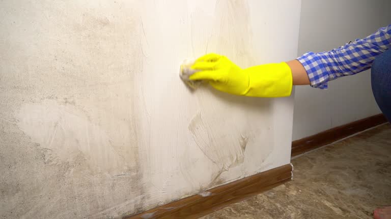 Best Basement Mold Removal  in Hugo, MN