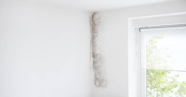Reliable Hugo, MN Mold Removal Solutions