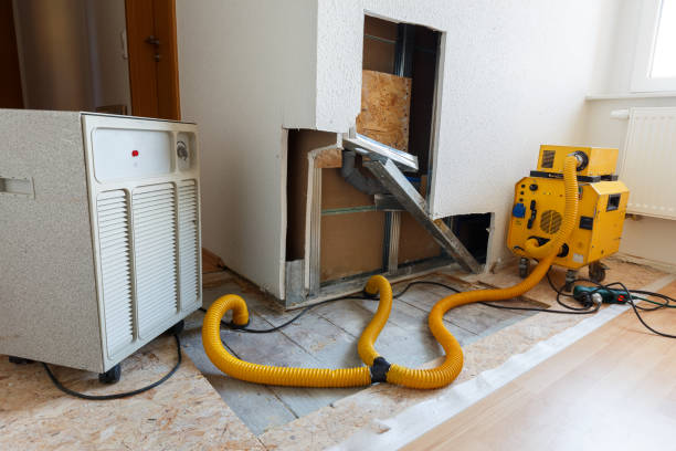 Best Attic Mold Removal  in Hugo, MN