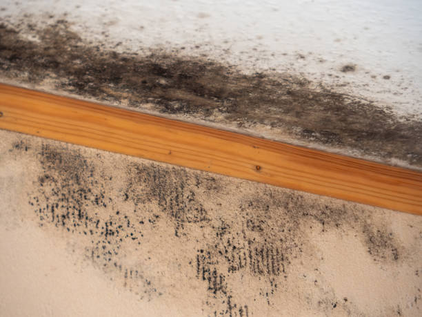 Best Mold Removal for HVAC Installations  in Hugo, MN