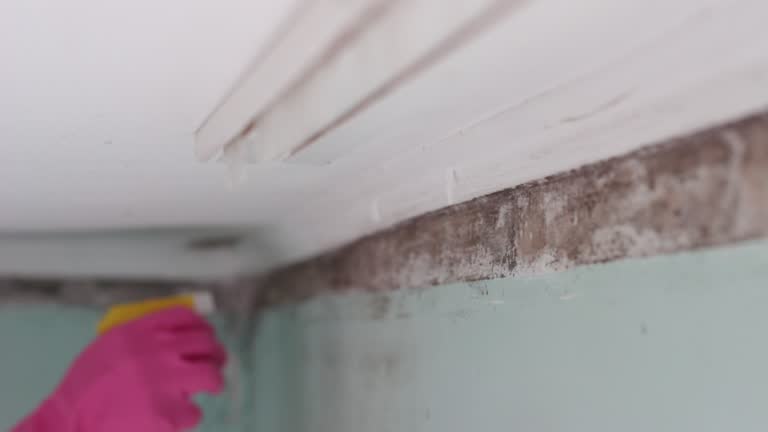 Best Comprehensive Air Testing for Mold Contaminants  in Hugo, MN